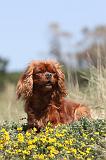 CAVALIER KING CHARLES 094